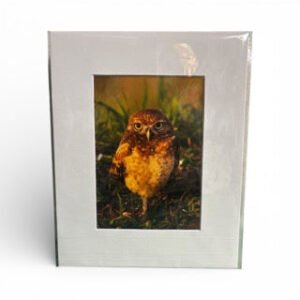 Burrowing Owl Photograph (Local Artist)
